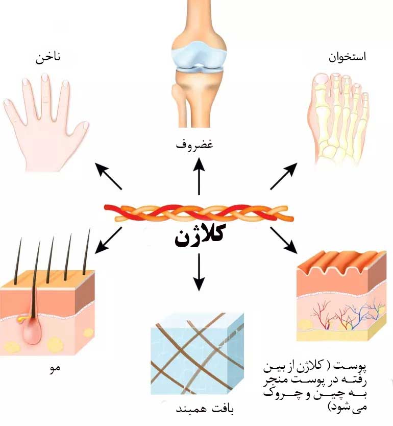 آشنایی با کلاژن و کلاژن هیدرولیز شده