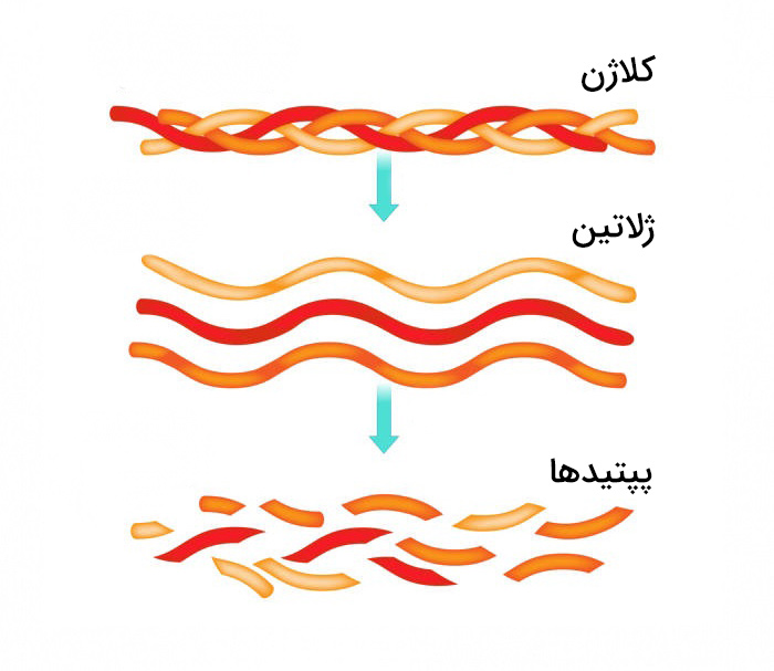 پروتئین هیدرولیز شده کلاژن