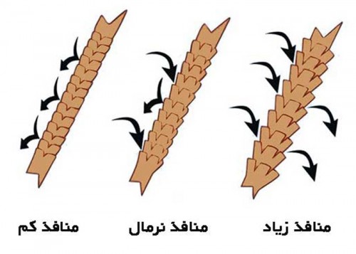 موی پر منفذ