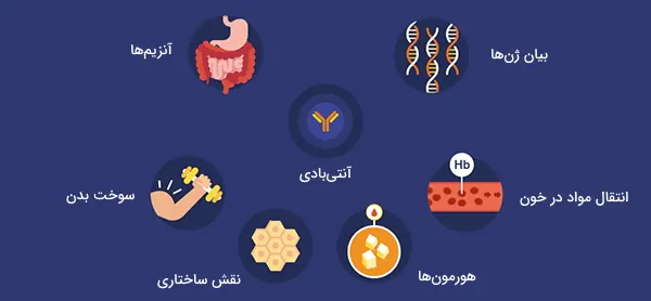 نقش پروتئین در بدن